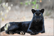Velvet Majesty – Black Leopard – Fine Art Print under Acrylic Glass