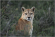 Puma – Torres del Paine – Fine Art Print under Acrylic Glass