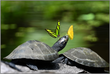 Tear Drinkers – Turtle with Butterflies, Amazon – Fine Art Print under Acrylic Glass