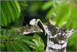 Canopy Colors – White-Throated Toucan, Amazon – Fine Art Print under Acrylic Glass