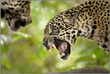 Fierce Love – Jaguar Encounter – Fine Art Print under Acrylic Glass