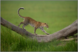 The Emerald Walk – Leopard in the Okavango – Fine Art Print under Acrylic Glass
