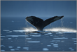 Golden Silence – Humpback Whale – Fine Art Print under Acrylic Glass